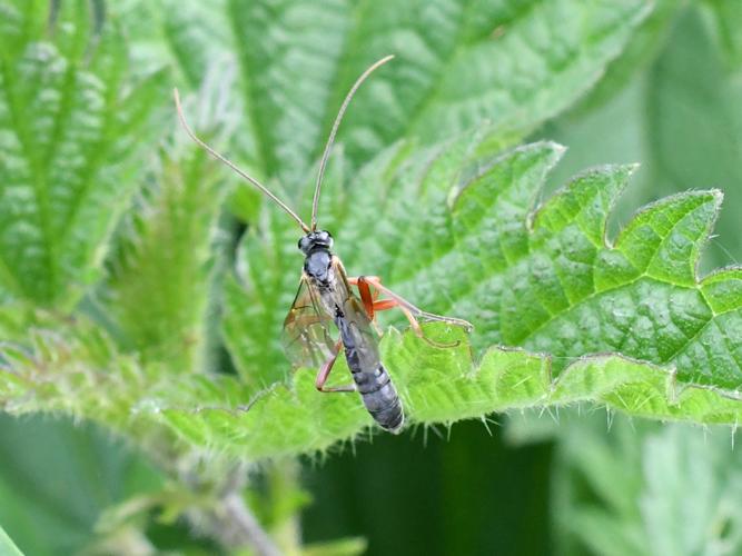 Dyspetes luteomarginatus © Christina Bot