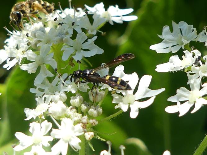 Symmorphus bifasciatus © Amélie Burel