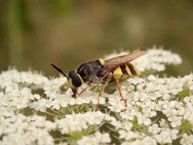 Stratiomys potamida © Rodolphe Bouvet