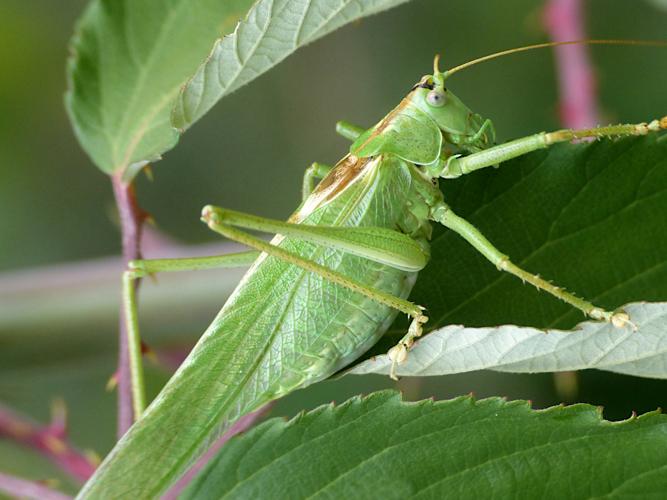 Grande Sauterelle verte (Tettigonia viridissima), mâle © Morvan Debroize