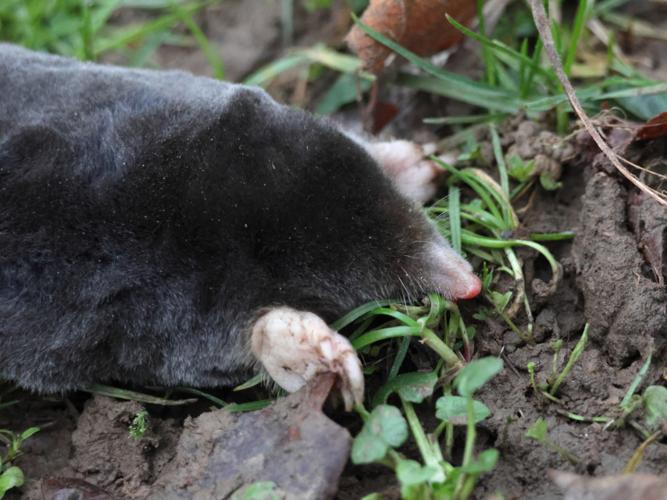 Taupe d'Europe (Talpa europaea) © Clémentine Busson