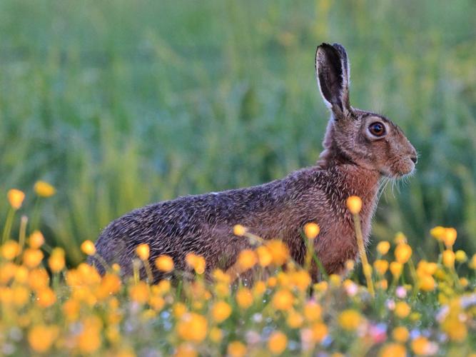 Lièvre d'Europe (Lepus europaeus) © Arnaud Lerondeau
