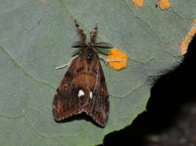 L'Etoilée (Orgya antiqua), mâle © Maude Bakker
