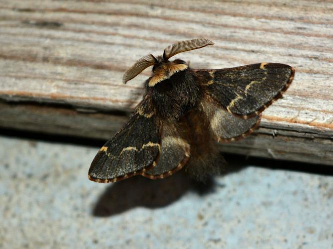 Bombyx du Peuplier (Poecilocampa populi) © Christina Bot