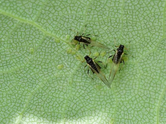 Periphyllus testudinaceus © Christina Bot