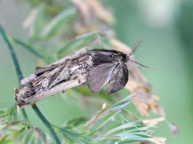 Psyche casta © Christina Bot