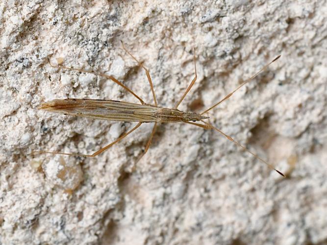 Berytinus hirticornis © Christina Bot