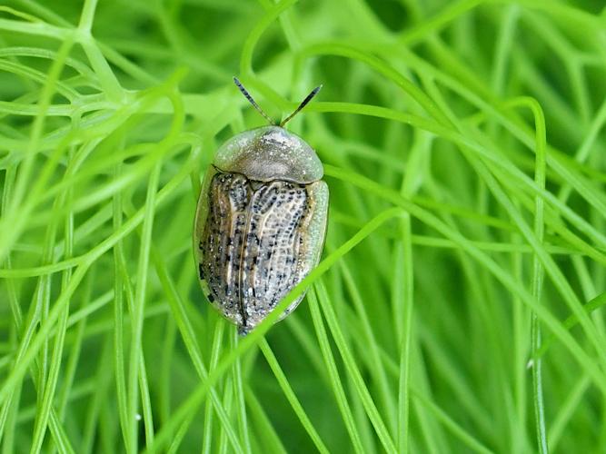 Casside brune (Cassida nebulosa) © Christina Bot