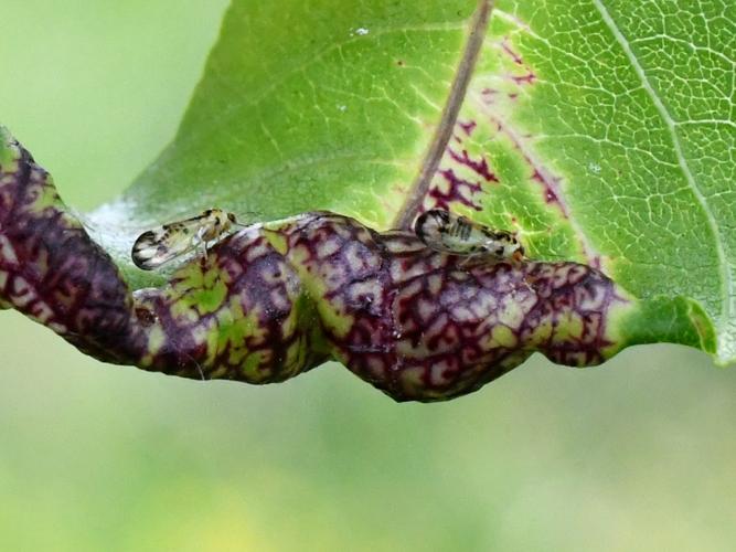 Psyllopsis fraxini © Christina Bot