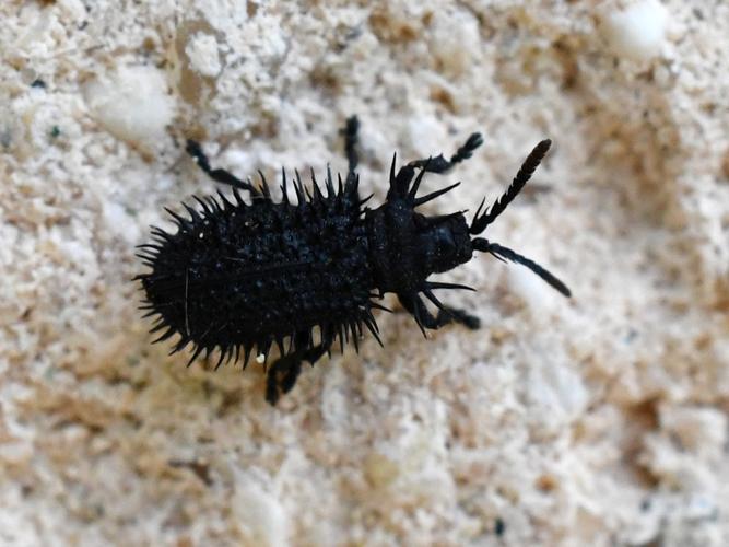 Velcro banal / Oursin des steppes (Hispa atra) © Christina Bot