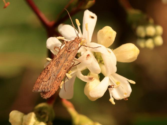 Pyrale de la Luzerne (Nomophila noctuella) © Anne Allart-Mury
