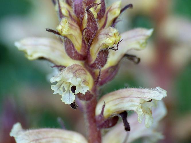 Orobanche du lierre (Orobanche hederae) © Morvan Debroize