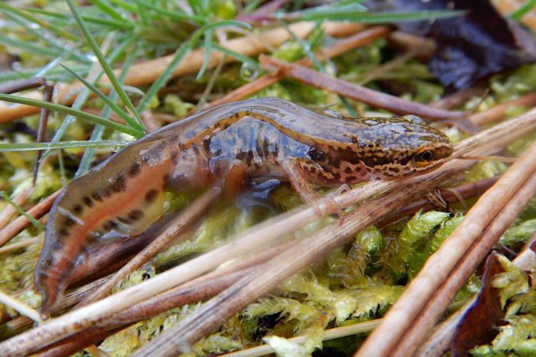 Triton palmé (Triturus helveticus), mâle © Rémi Jardin