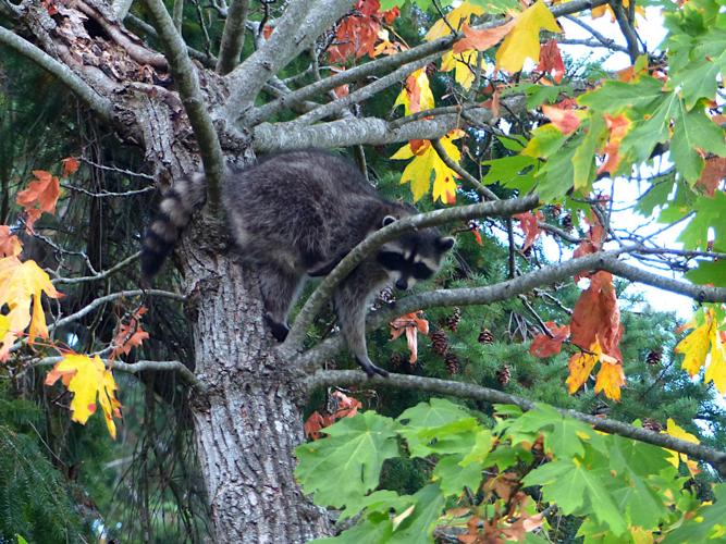 Raton laveur (Procyon lotor) © Morvan Debroize