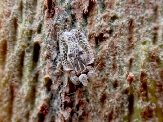 Tigre du platane (Corythucha ciliata) © Johannic Chevreau
