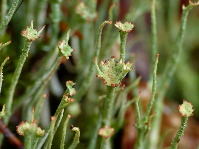 Cladonia gracilis © Morvan Debroize