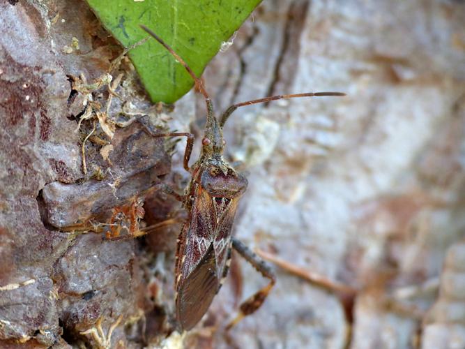 Punaise américaine (Leptoglossus occidentalis) &copy; Morvan Debroize