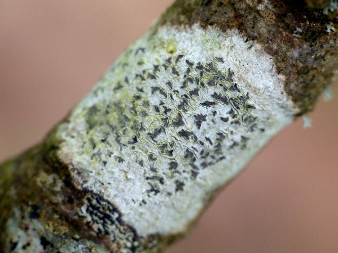 Arthonia radiata &copy; Morvan Debroize