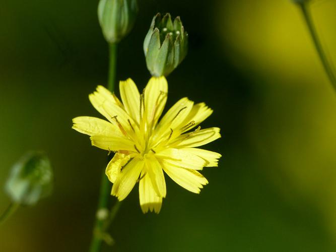 Lampsane commune (Lapsana communis) © Morvan Debroize