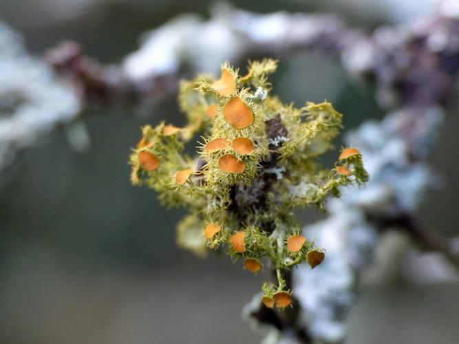 Teloschistes chrysophthalmus &copy; Morvan Debroize