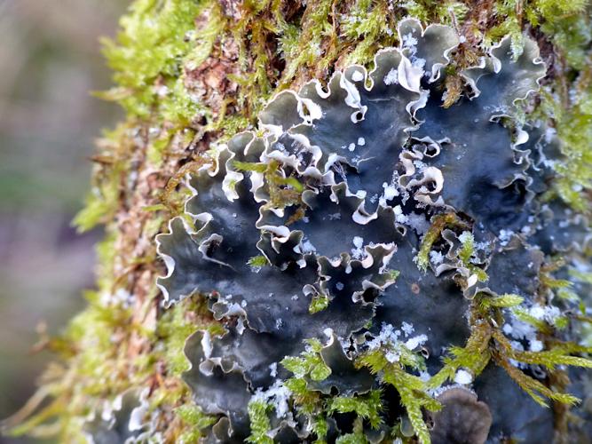 Peltigera hymenina &copy; Morvan Debroize