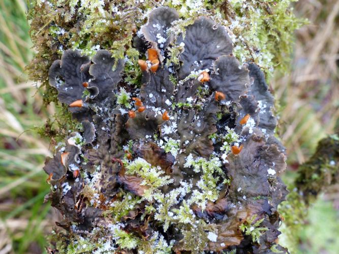 Peltigera membranacea &copy; Morvan Debroize