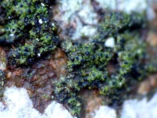 Normandina acroglypta &copy; Morvan Debroize