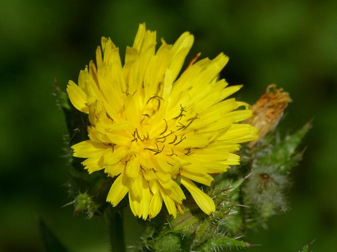 Picride fausse-Vipérine (Helminthotheca echioides), fleur © Morvan Debroize