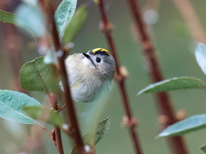 Roitelet huppé (Regulus regulus) &copy; Thibaut Desfours