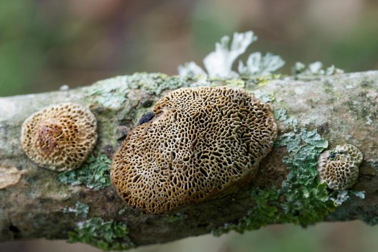 Polypore champêtre (Dichomitus campestris=Szczepkamyces campestris) &copy; Thibaut Desfours