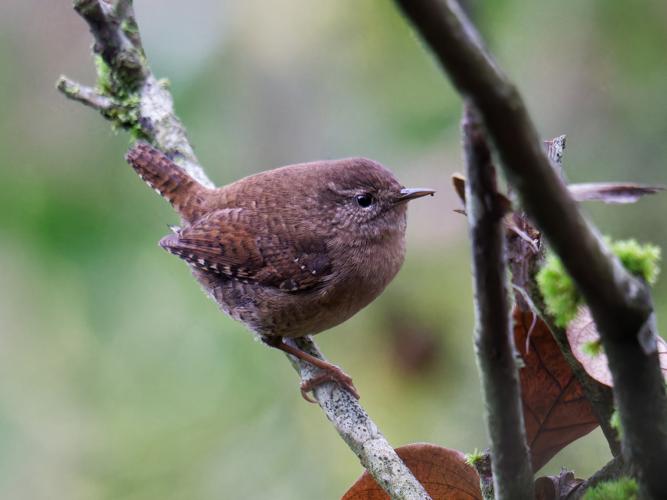Troglodyte mignon (Troglodytes troglodytes) &copy; Thibaut Desfours