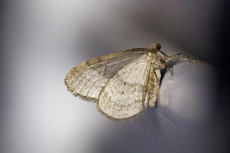 La Phalène brumeuse (Operophtera brumata), mâle &copy; Thibaut Desfours