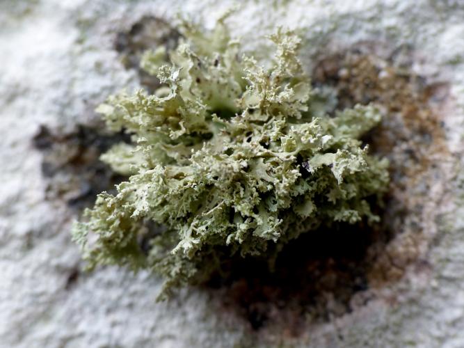 Ramalina pollinaria &copy; Morvan Debroize