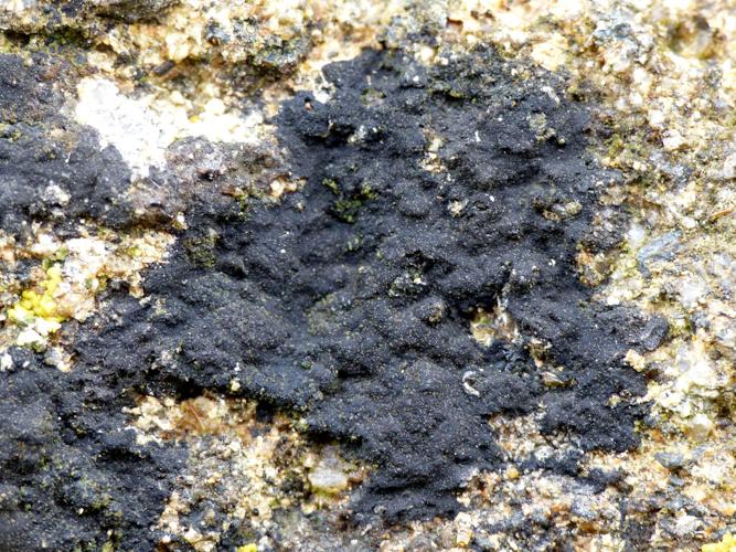 Verrucaria nigrescens &copy; Morvan Debroize