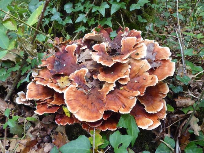 Polypore bisannuel (Abortiporus biennis) &copy; Abbaye de la Trappe