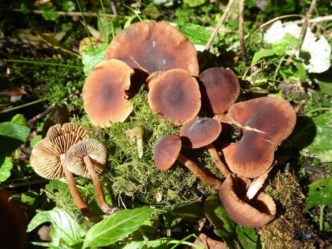 Alnicola macrospora (Alnicole inondable) &copy; Abbaye de la Trappe