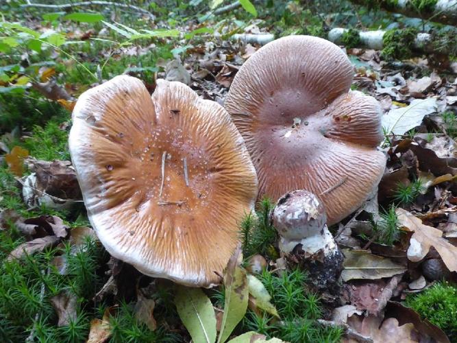 Cortinarius praestans (Cortinaire remarquable) &copy; Abbaye de la Trappe