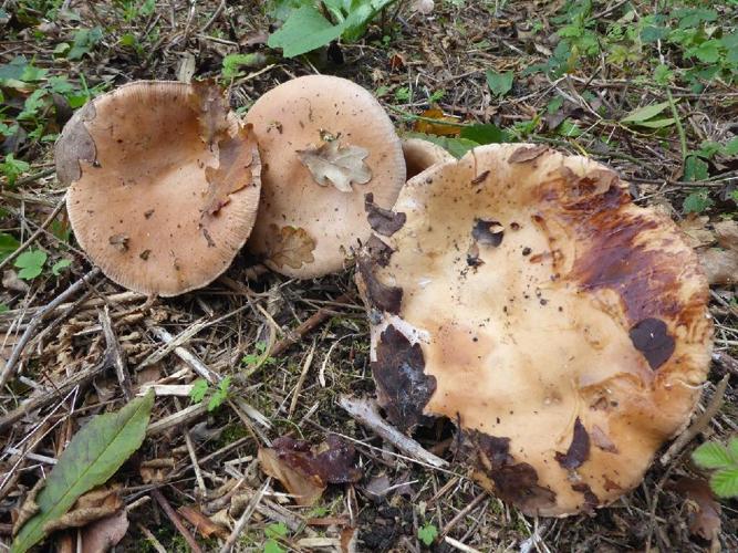 Hebeloma sinapizans (Hébélome brûlant) &copy; Abbaye de la Trappe