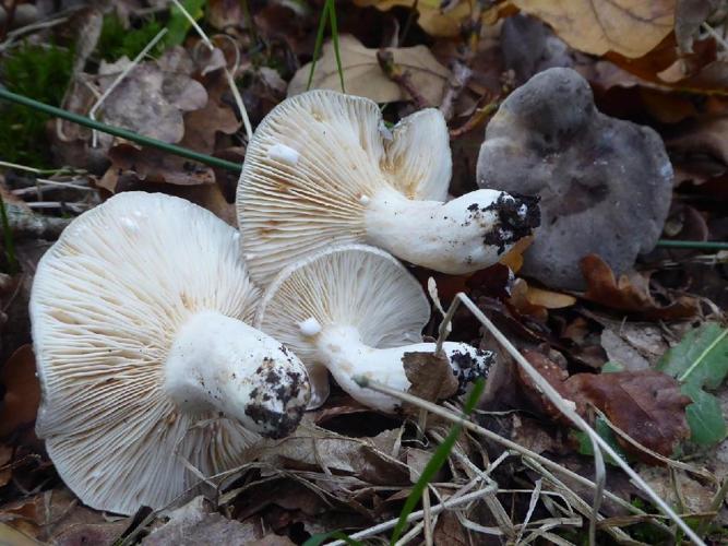 Lactarius azonites (Lactaire à pied blanc) &copy; Abbaye de la Trappe