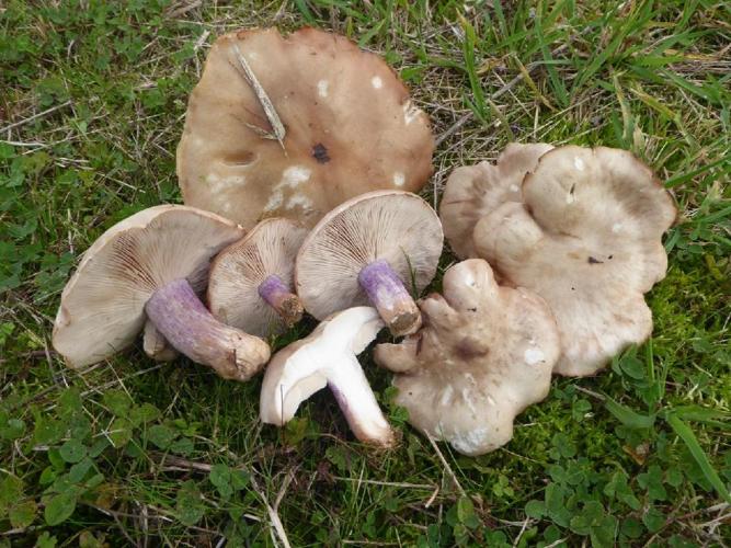 Lepista personata (Pied-violet) &copy; Abbaye de la Trappe