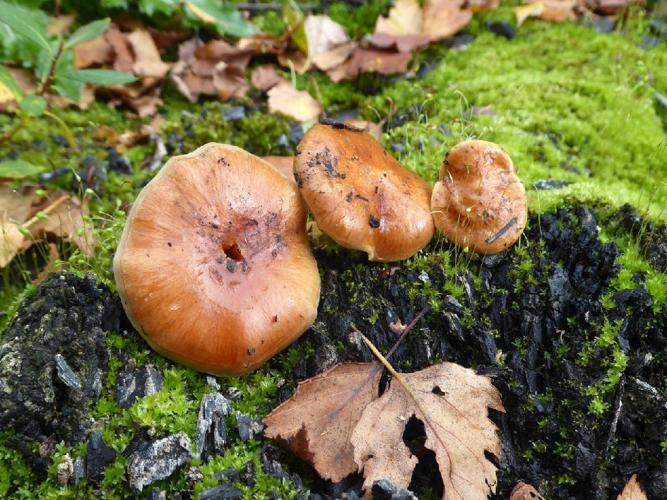 Pholiota highlandensis &copy; Abbaye de la Trappe
