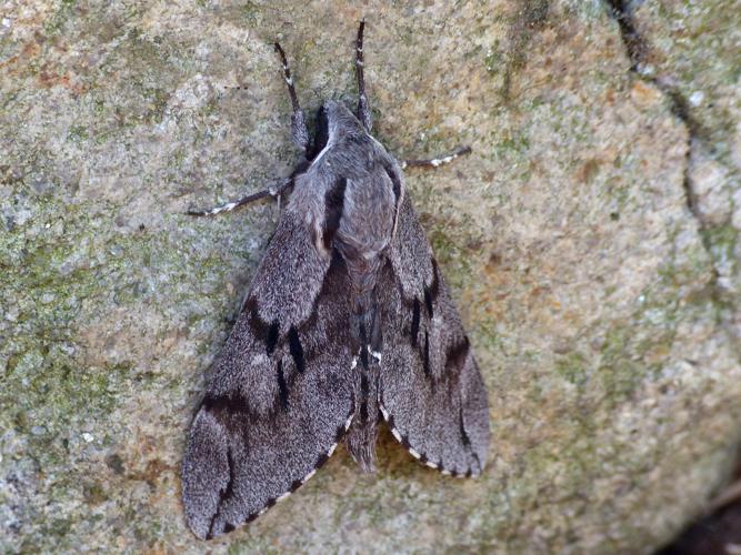 Sphinx du pin (Sphinx pinastri) © Morvan Debroize