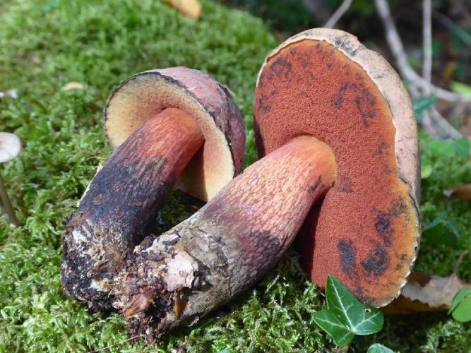 Suillellus mendax (Bolet menteur) &copy; Abbaye de la Trappe