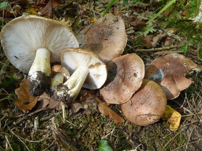 Tricholoma populinum (Tricholome des peupliers) &copy; Abbaye de la Trappe