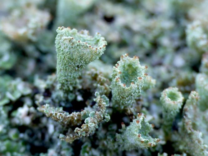 Cladonia pyxidata &copy; Morvan Debroize