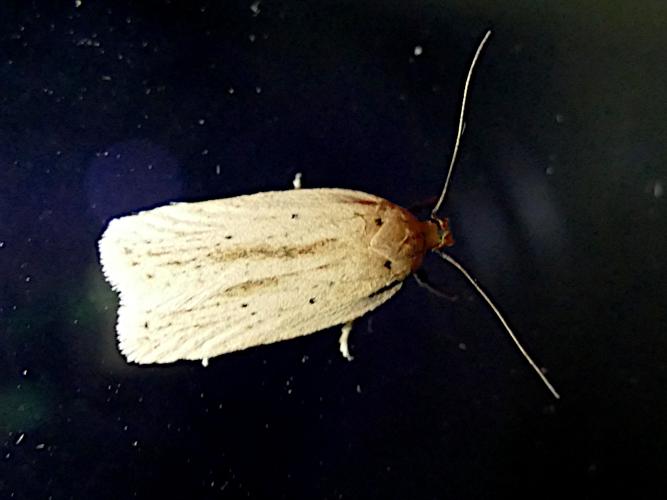 Agonopterix pallorella &copy; François Lévêque