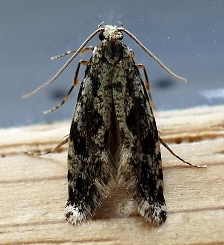 Nemapogon granella &copy; François Lévêque