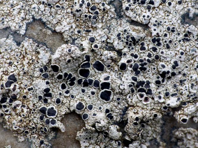 Tephromela atra &copy; Morvan Debroize