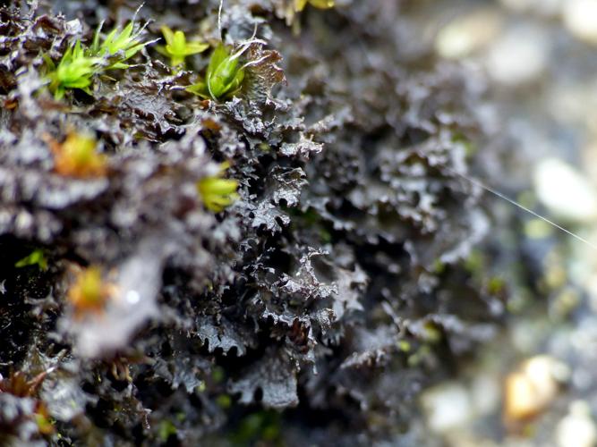 Scytinium pulvinatum &copy; Morvan Debroize