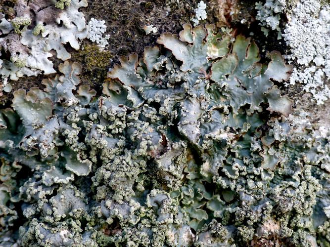 Punctelia jeckeri &copy; Morvan Debroize